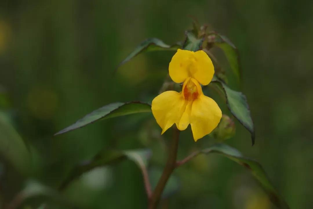 54种一级保护野生植物，成都有15种！