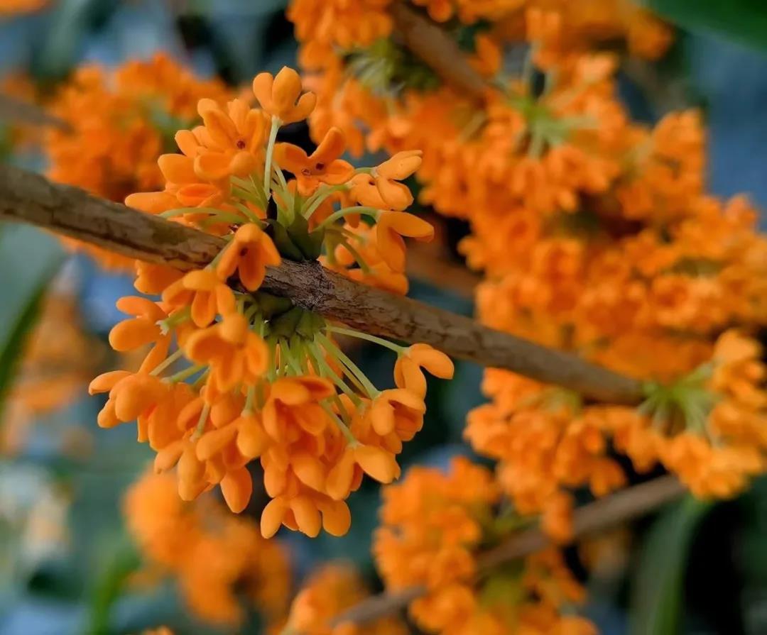 赶紧！温江第二批桂花上线了！