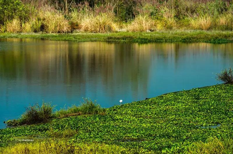 国庆节上新！鲁家滩湿地公园变了.......