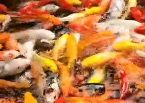 【朋友圈】网友镜头下的温江公园~