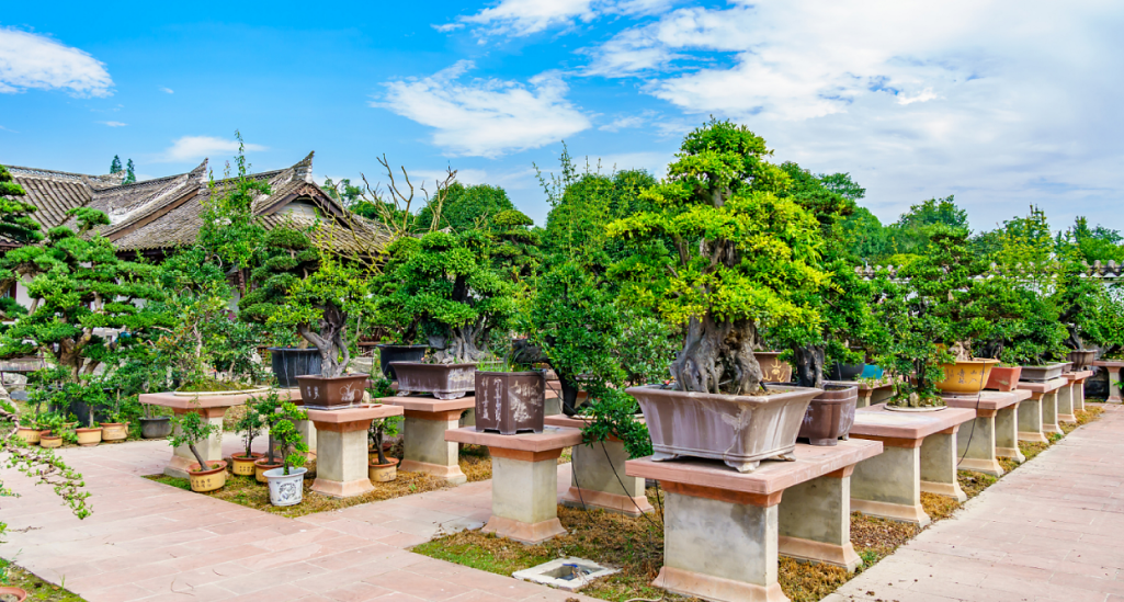 明媚秋日里  温江盆景美出新高度