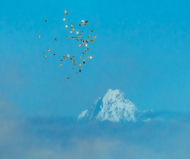 幸福图鉴② | 望山亲水  推窗见景