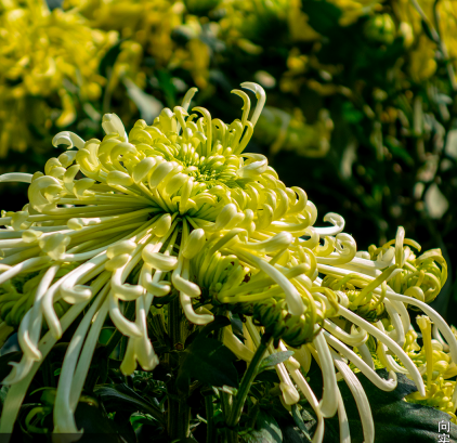 这里是温江·2021年11月12日