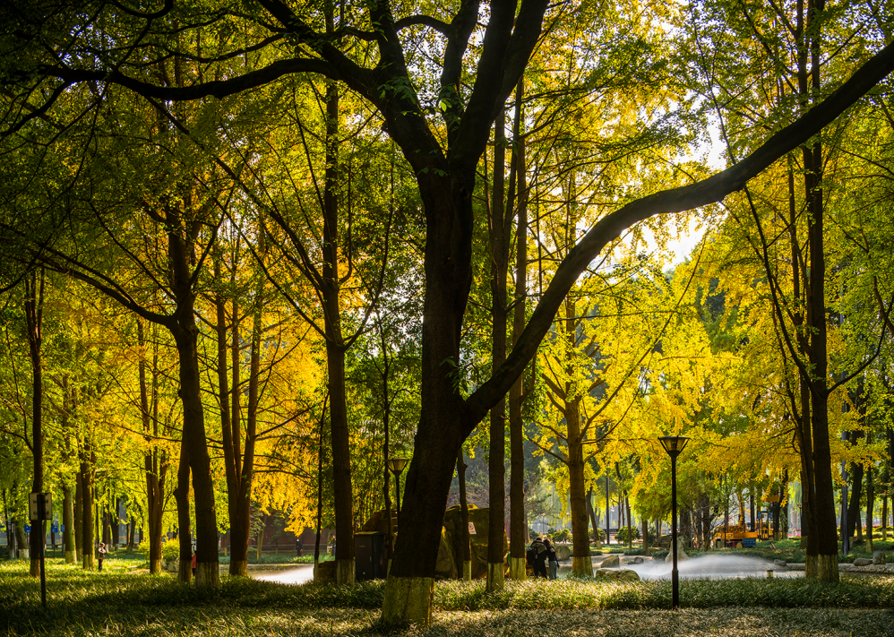 初冬的温江 亦有美景可赏
