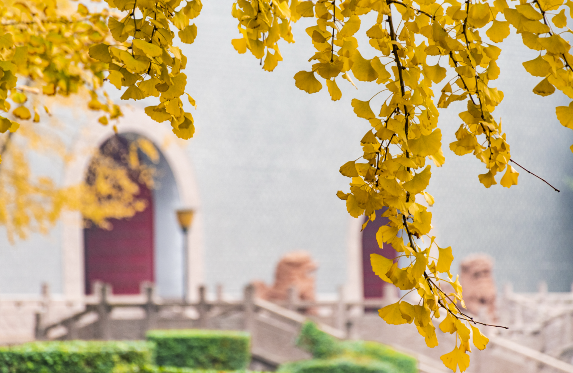 当银杏撒落一地金黄  温江美成了诗