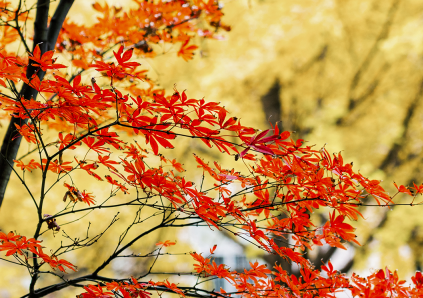 这里是温江·2021年11月17日