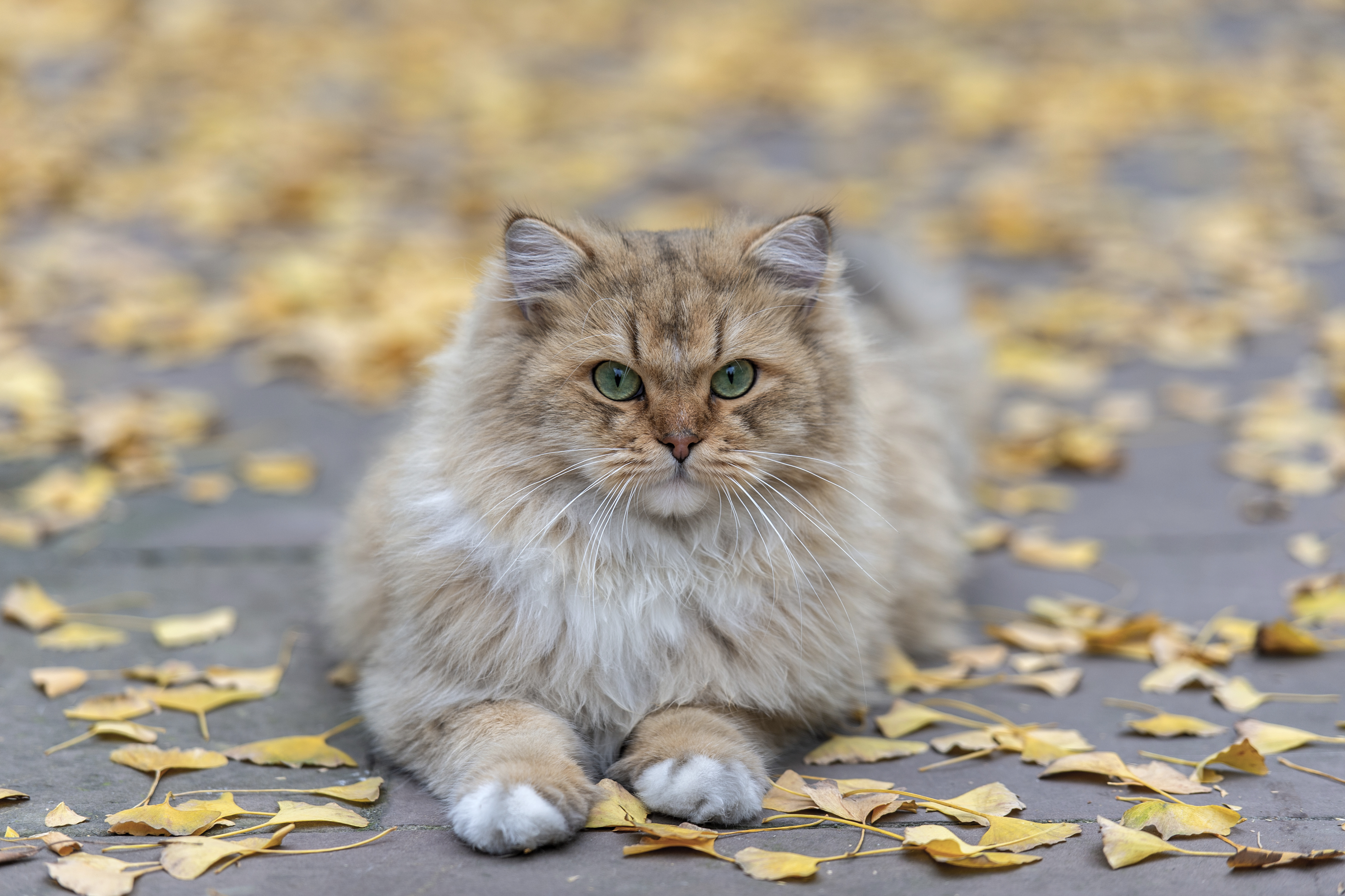 栖于树下的猫       图 @ 郭鉴