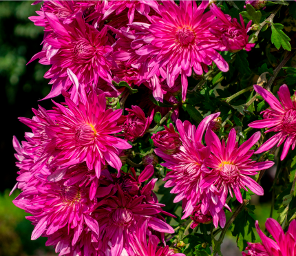 这里是温江·2021年11月19日