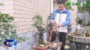川派盆景在温江——新川派盆景：追求自然造型