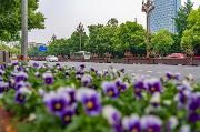 50万盆鲜花扮靓温江  “五一”气氛渐浓