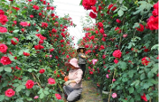 花开天府·美丽温江 ——四月蔷薇花开春意浓