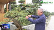 川派盆景在温江：《大将风度》威风凛凛