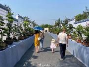 “五一”来温江逛耍——寿安镇“百花盆景园首届百花盆景艺术节”