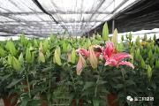 温江和盛盆花滞销，爱花的您也许能帮忙