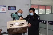 温江市民误拾三只雏鸟 为国家二级保护动物猴面鹰