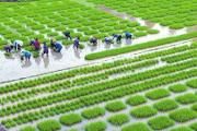 四川超级杂交稻“德优4727”平均亩产超850公斤
