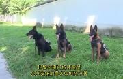 防中暑，警汪也喝藿香正气液