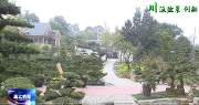 川派盆景在温江：百花盆景公园