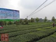 七成茶叶卖到国外，这个四川茶叶出口第一县是如何做到的？