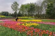 2018年温江花木销售突破20亿元大关