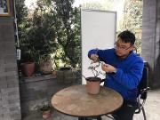 我们都是追梦人——85后川派盆景传承人的追梦路 