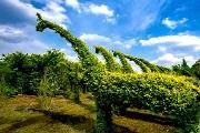 温江寿安打造万亩植物编艺集群