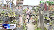 #川派盆景在温江# 盆景女匠人的精品观