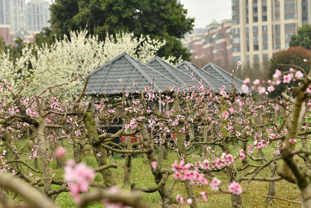 桃花、梨花盛放，春日的美妙就在于这百花斗艳的时节。图据夏国良