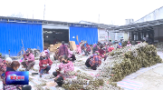 2020年全区花木销售总额预计超20亿元