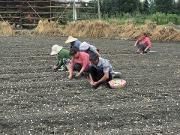 温江大蒜播种收进入机械化时代