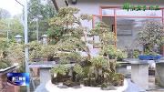 川派盆景在温江：水旱式盆景——“富春林图”