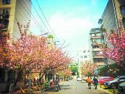 展示成都生活美学 一环路正华丽“变身”