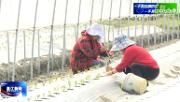 春耕正当时  温室大棚生机无限