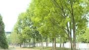 温江扎实推进“两拆一增”   助力美丽宜居公园城市建设