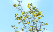 温江街头黄花风铃木绽放！