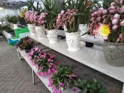 2019年温江年宵花会展销开幕 