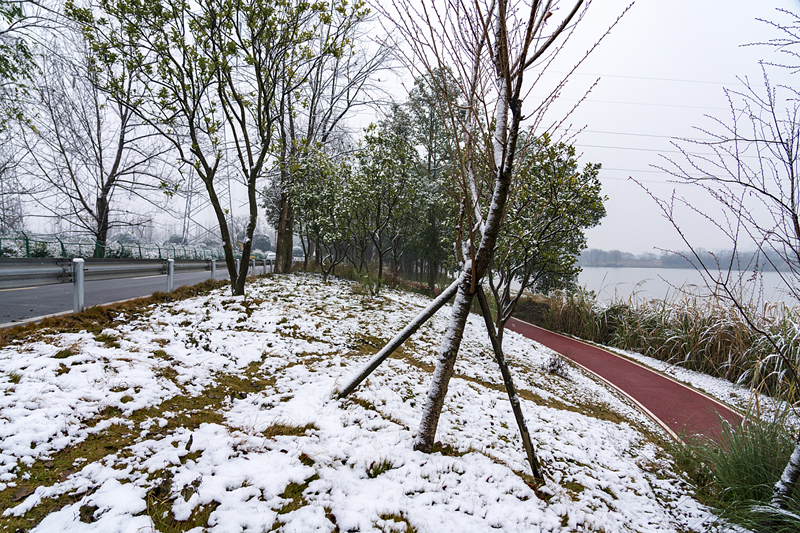 草地上覆盖着一层厚厚的积雪。图据张志强