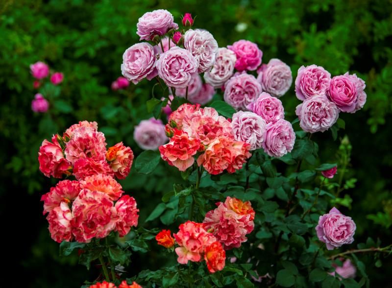 行走于花圃，沉醉于芬芳。图据夏国良。