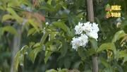 春到温江 乐享健康——百亩蔷薇花 花开百姓家