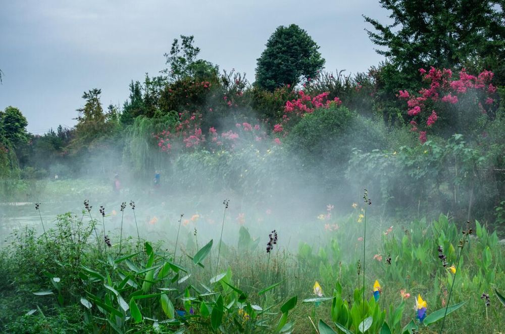 繁花似锦~这条紫薇大道你去过吗？