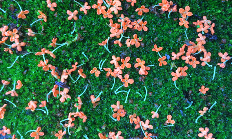 秋天的温江是桂花味的！除了香，还能变现！