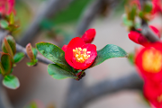 桃花红 梨花白 北林环线绿道春光正好