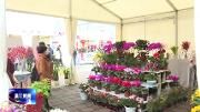 逛新春年宵花市 千种花色看不够