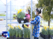 四家采购单位订购温江花企50万盆盆花