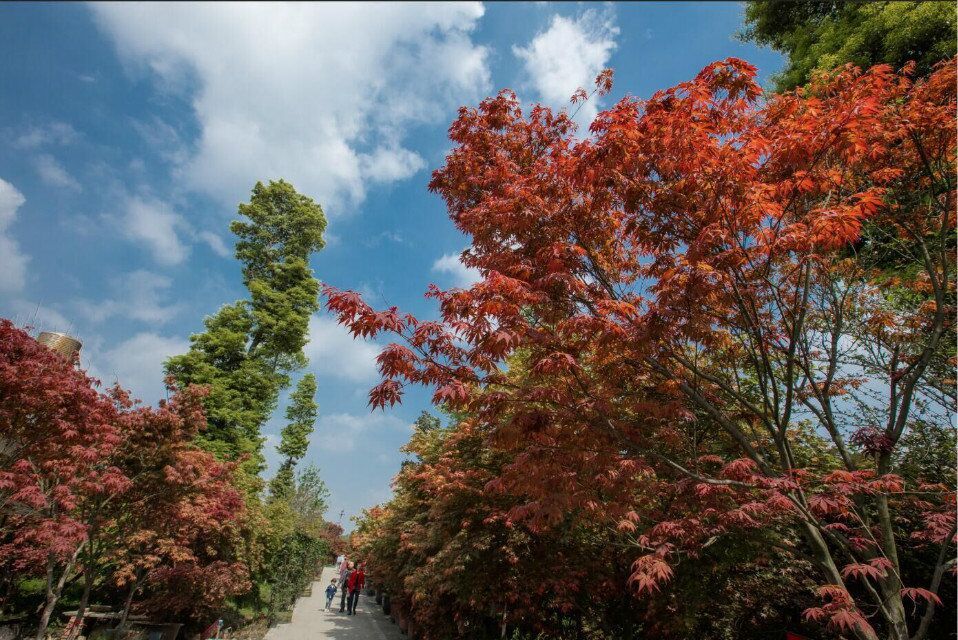 温江红枫基地是西南地区最大的枫树标准化种植基地，建于2008年，现基地枫树种植地面积达800余亩。