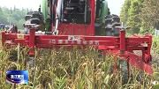 温江大蒜机械化收获 每亩地可节约成本400元