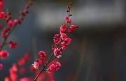 红梅花开红满天