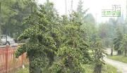 环行北林绿道（九）——盆景公园百花村
