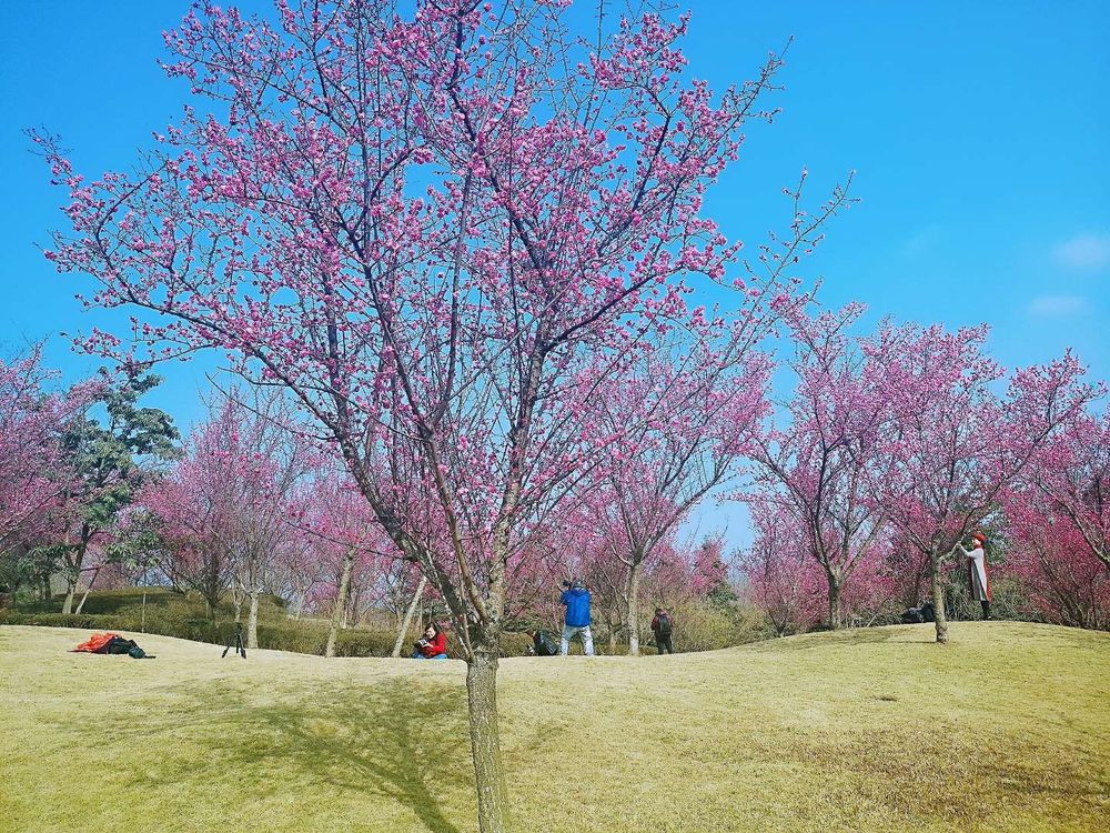 吸睛！温江花儿都开好等你来了~