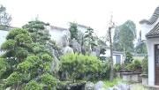 盆景大师胡世勋参加北京世园会国际竞赛项目